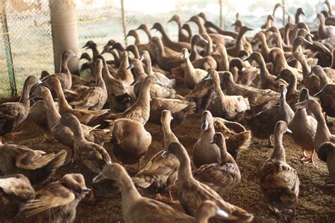 itik•site|Itik PINAS: The native duck behind the Philippines’ favorite balut.